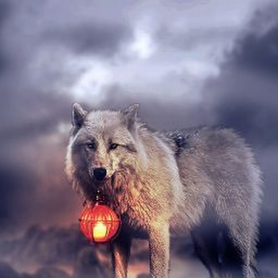 Фотоманипуляции волки