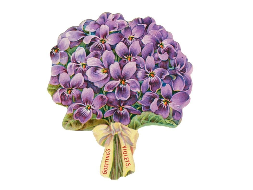 Огромный букет фиалок