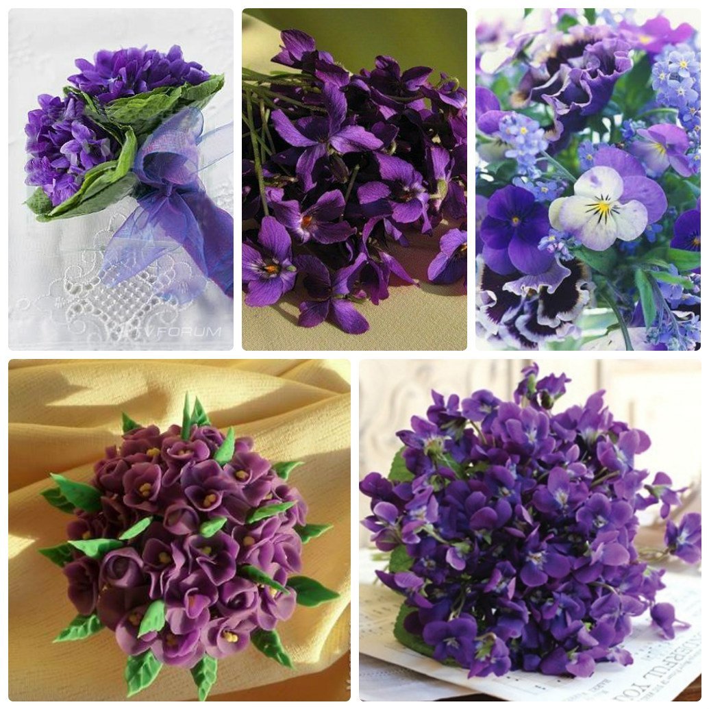 Фиалка ароматная сирень