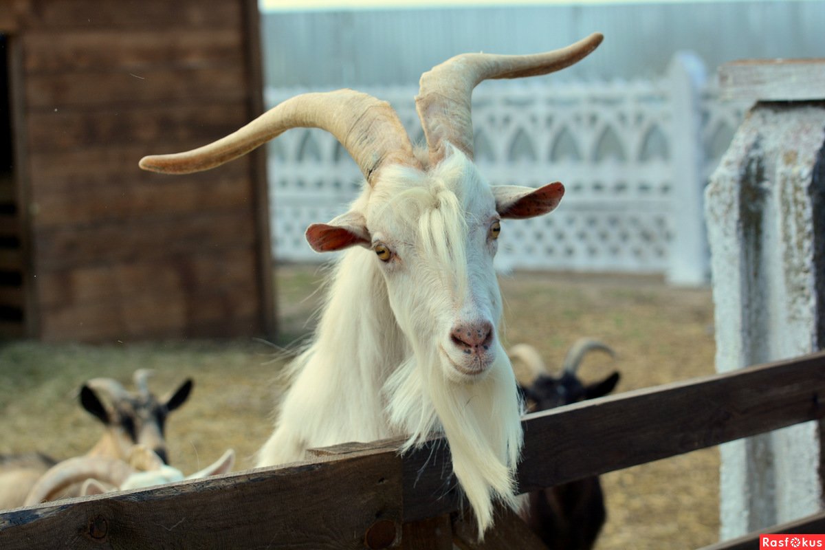 Крутой козел