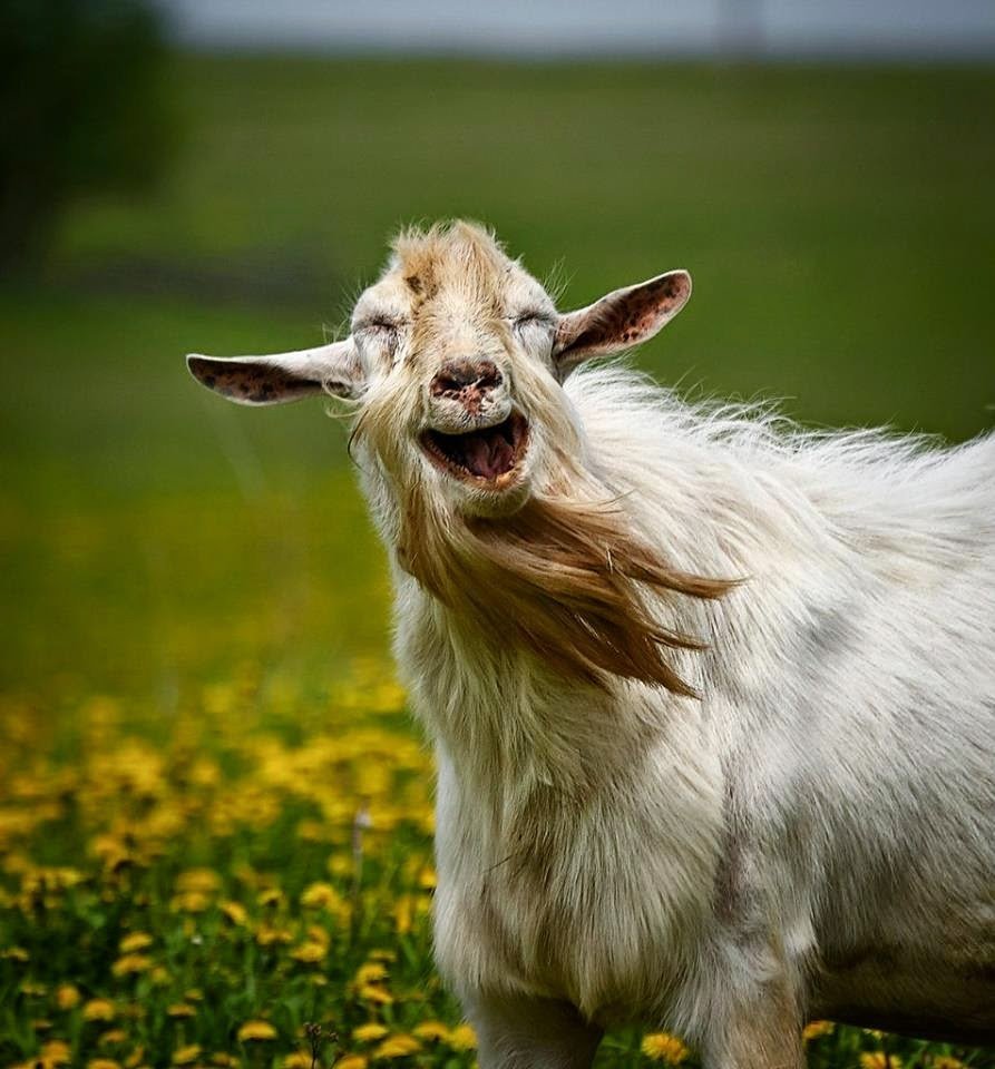 Смешная коза