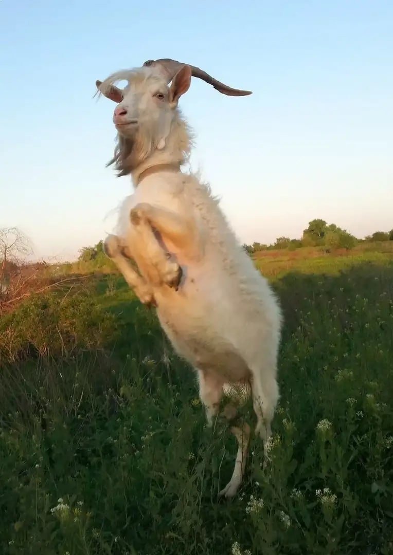 Рыжий козлик