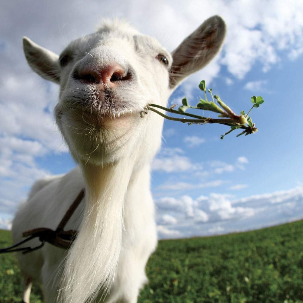 Коза жует траву