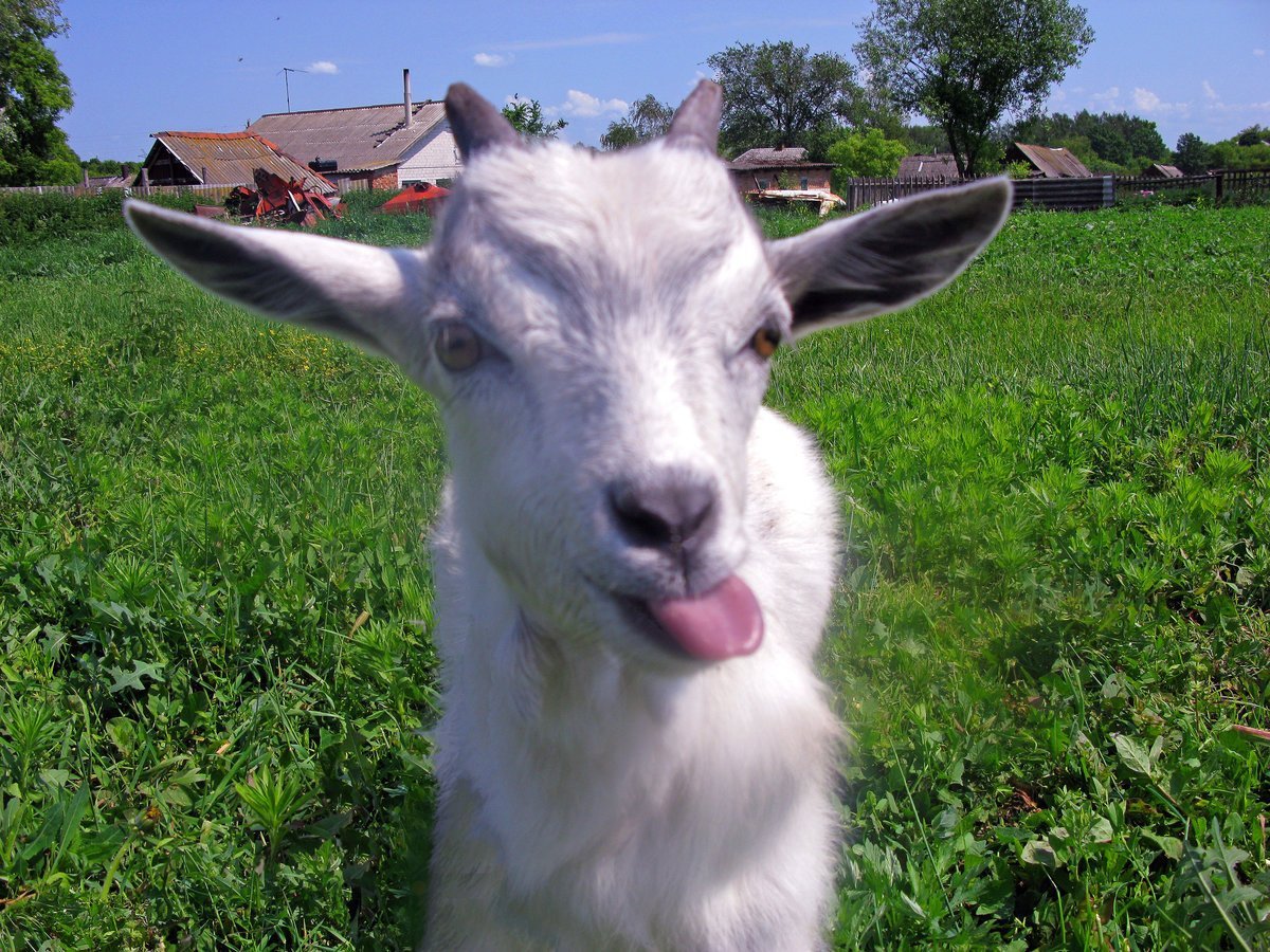 Козёл с закрученными рогами