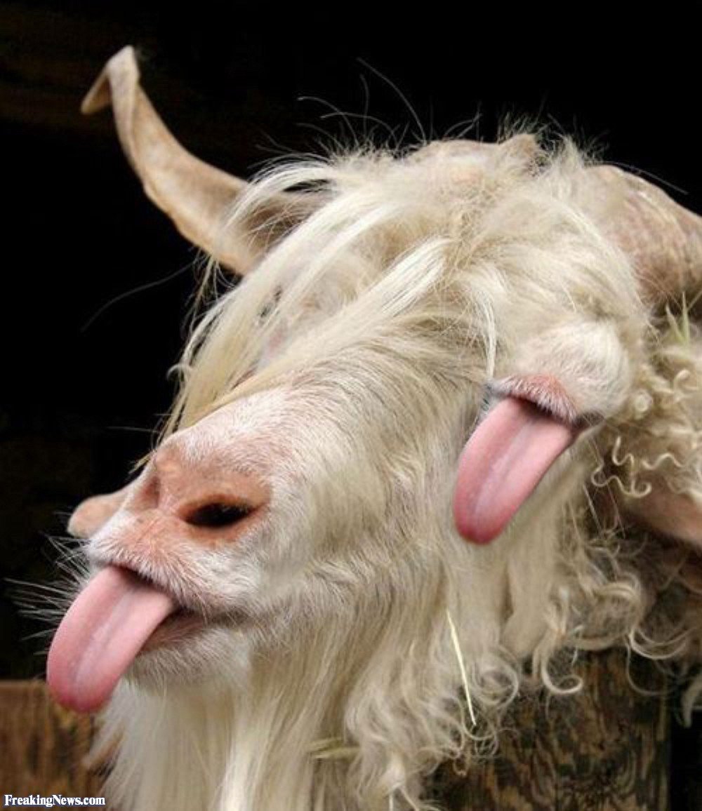 Смешная коза