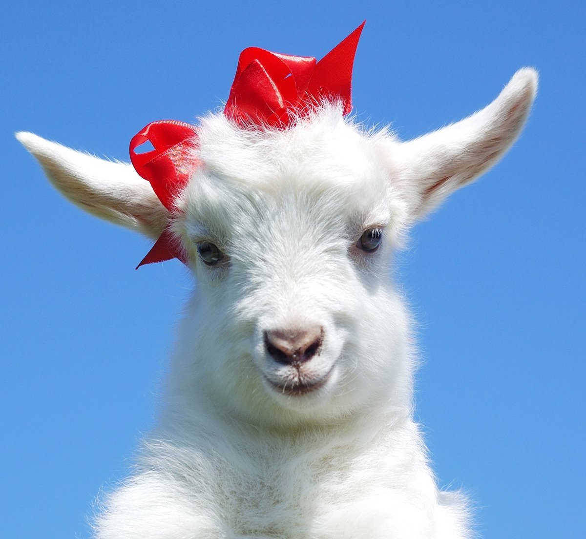 Козлик миниатюрный