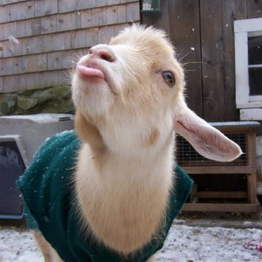 Коза прикольные картинки