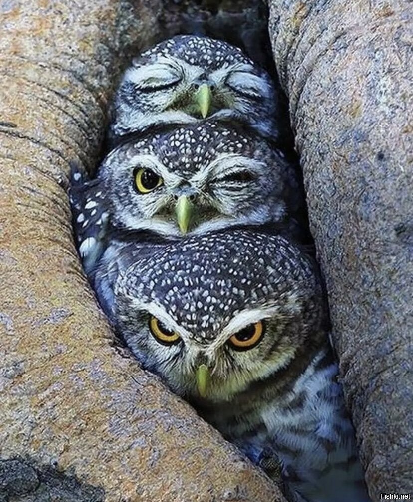Сова с утра прикол