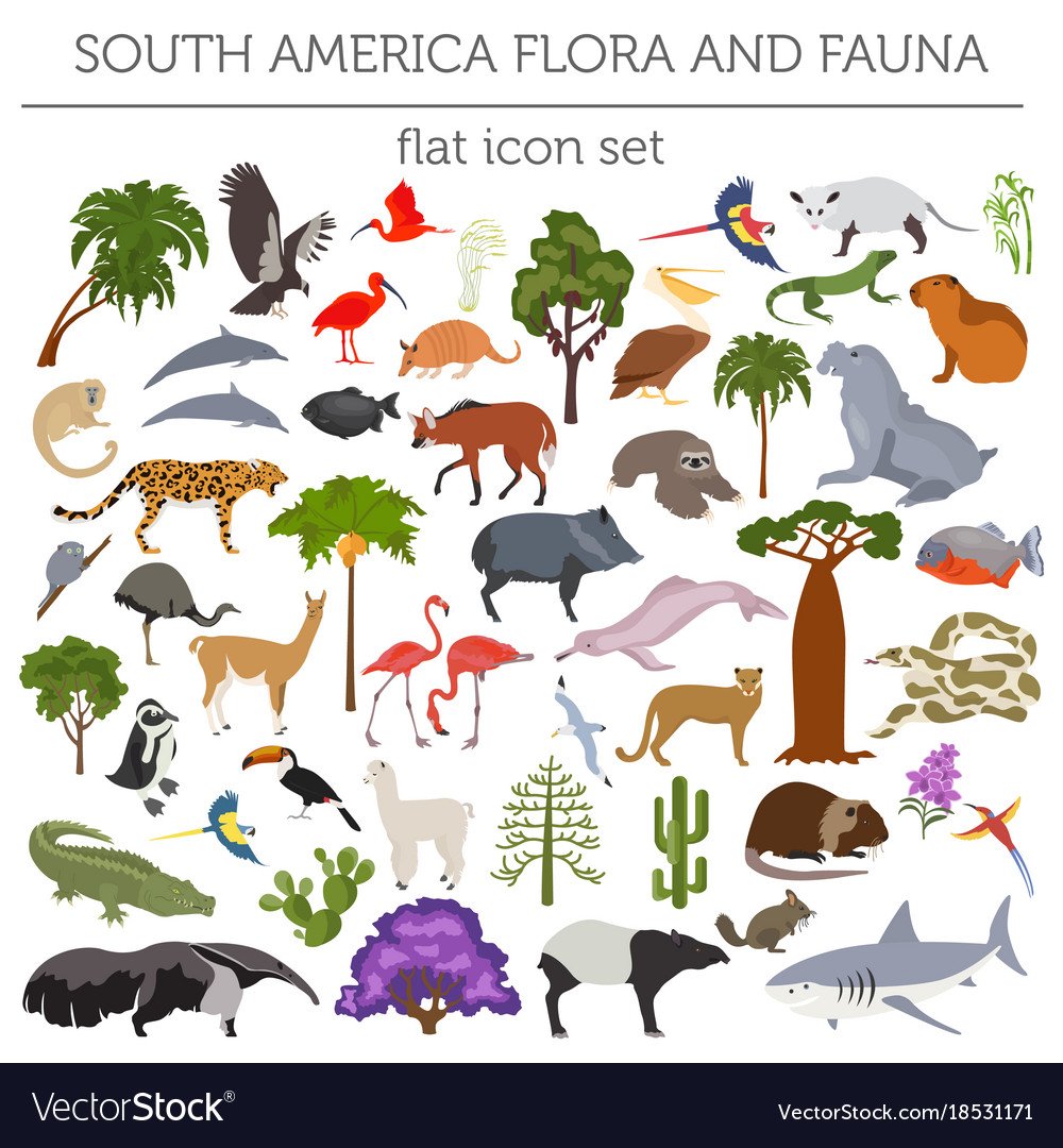 Флора и фауна Южной Америки