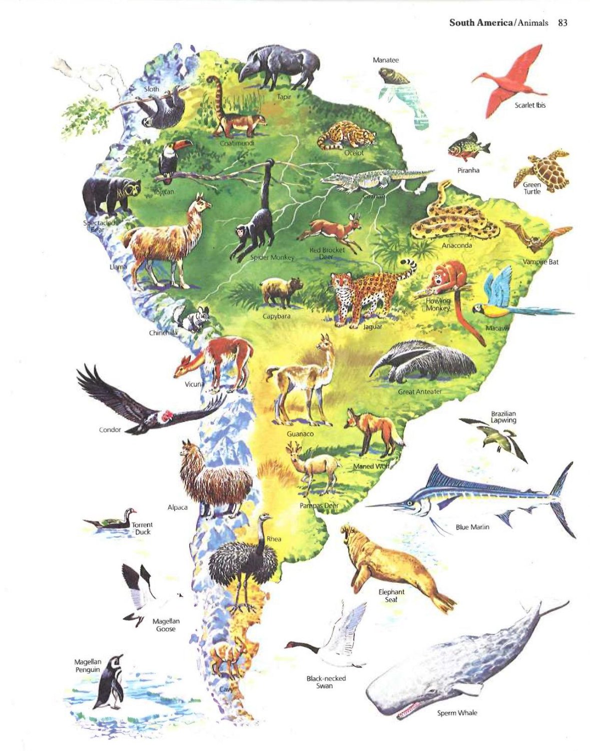 Животные Южной Америки на одной картинке