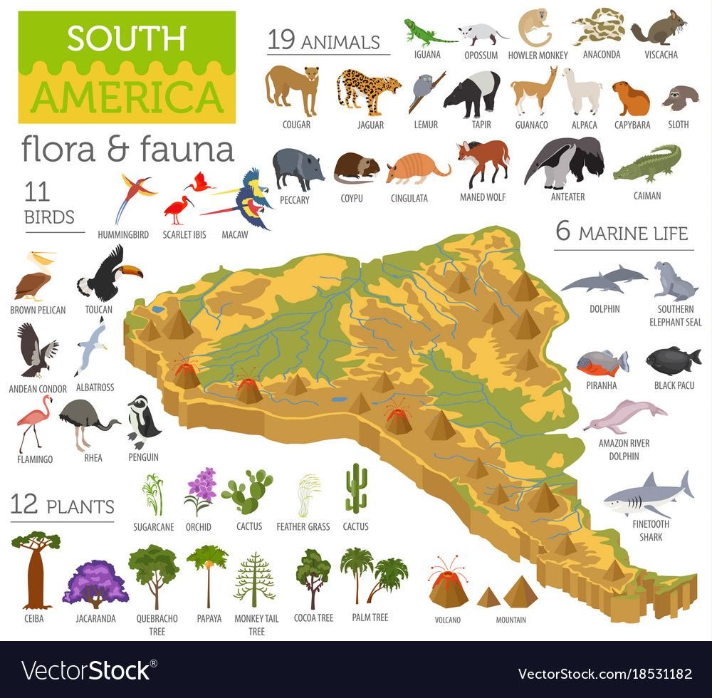 Южная Америка животный мир по отдельности