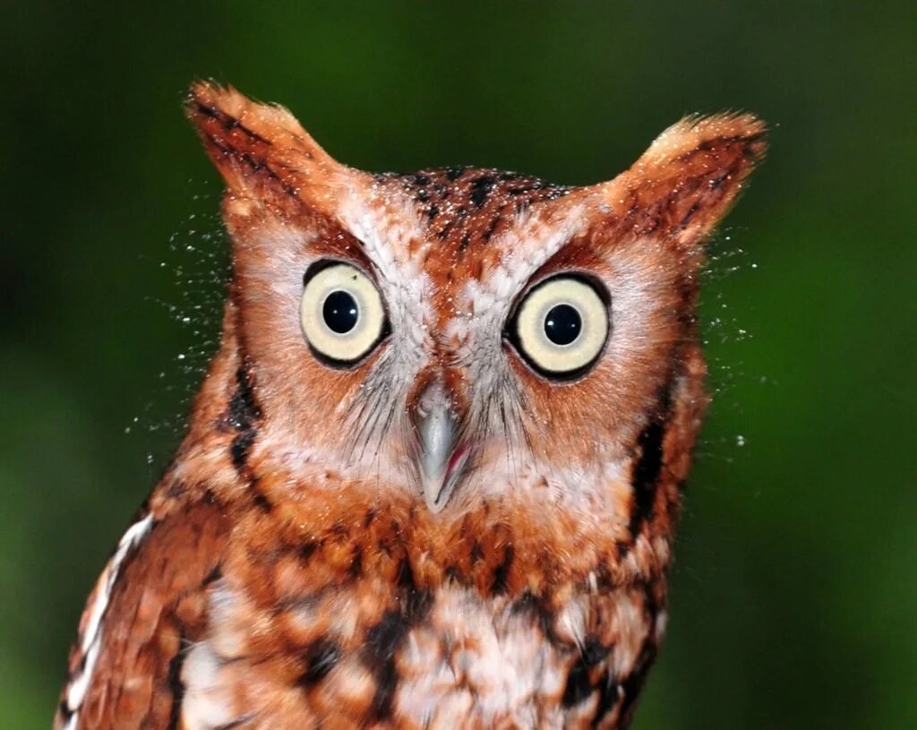 Смешные Совята