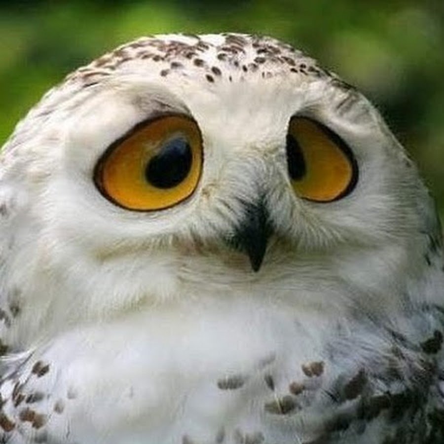 Смешные Совы