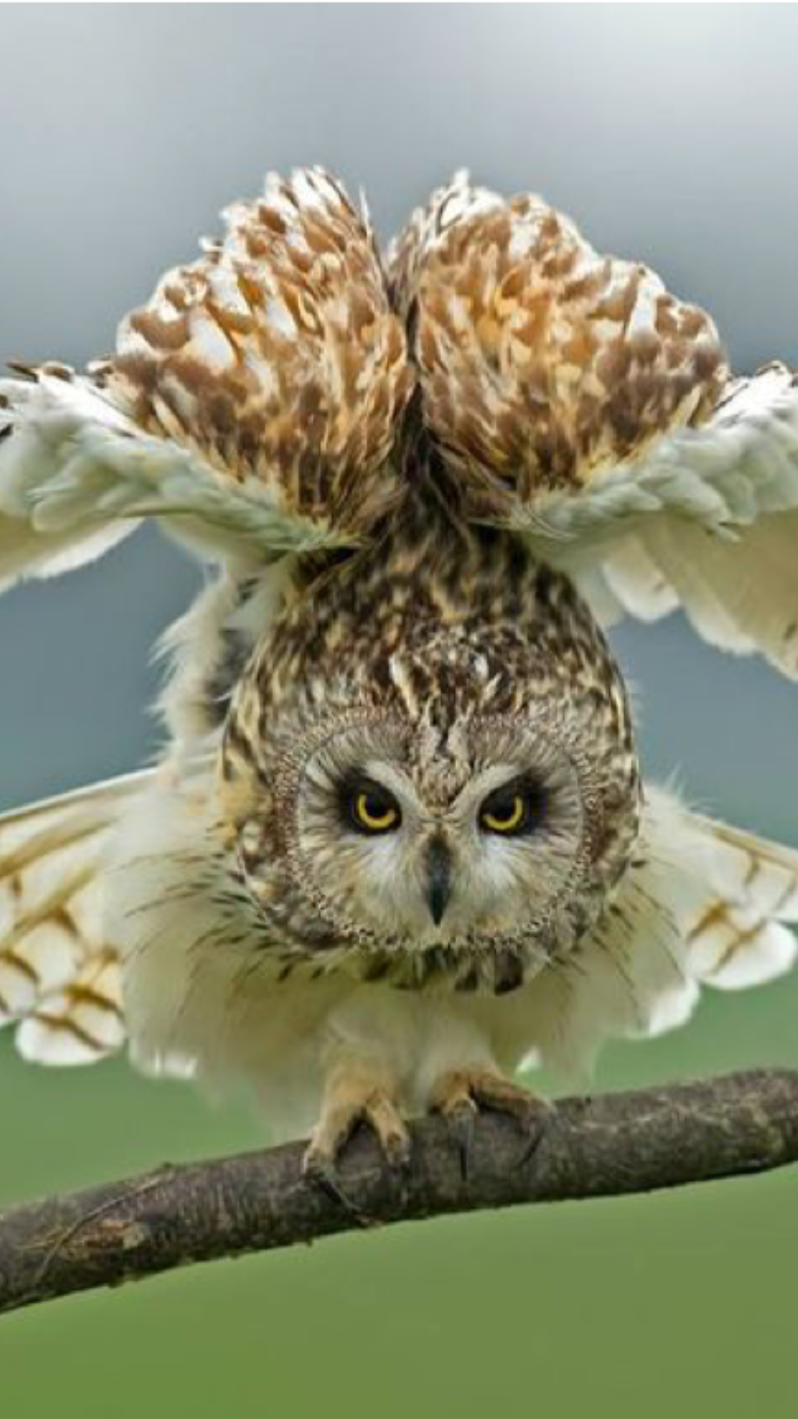 Ржачные Совы