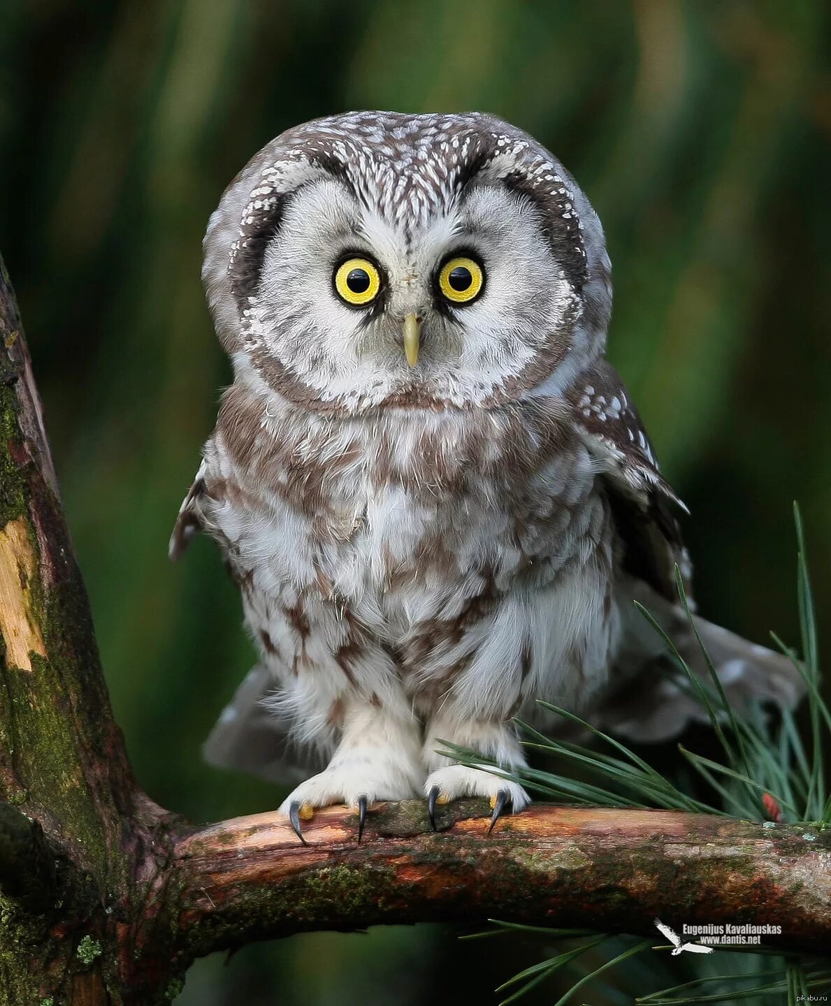 Мохноногий Сыч