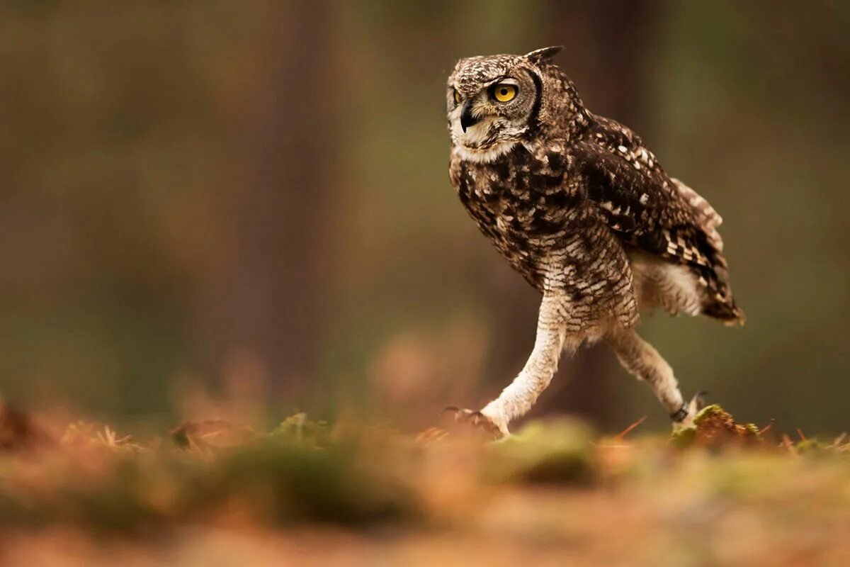 Капуша птица