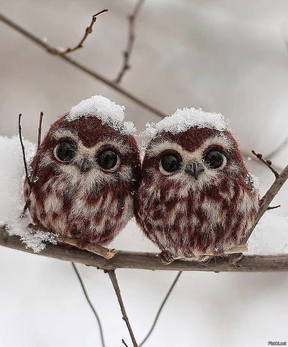 Милые Совята