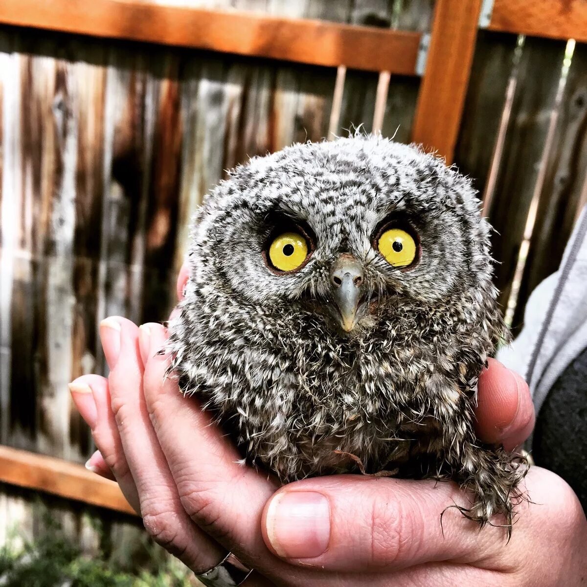 Прикольные Совы