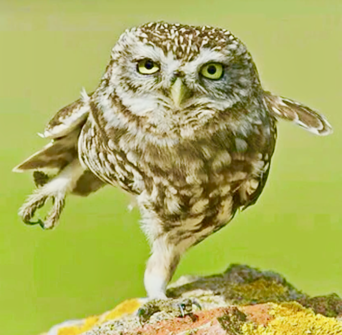 Доброе утро Сыч