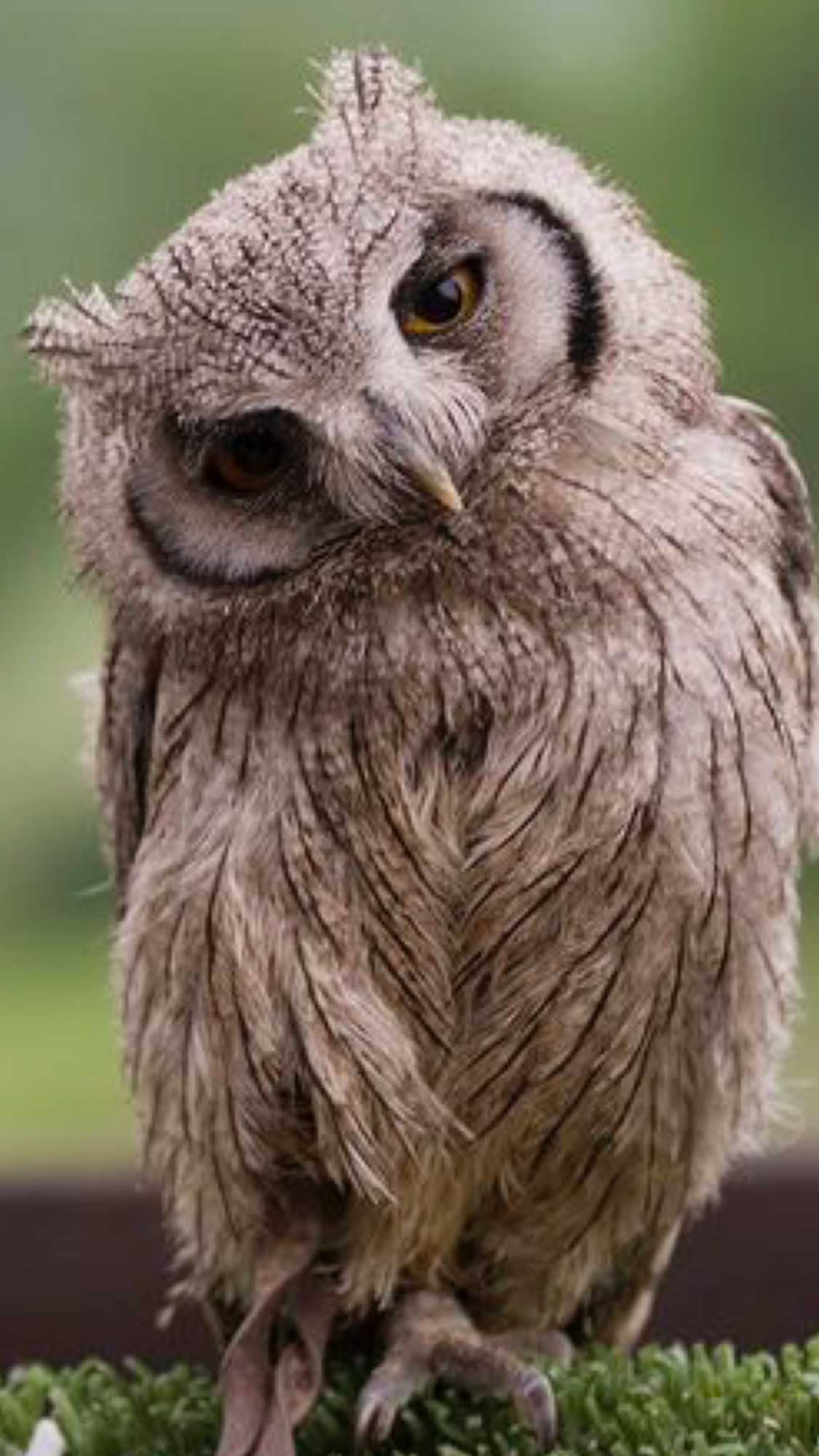 Сплюшка Сыч сипуха