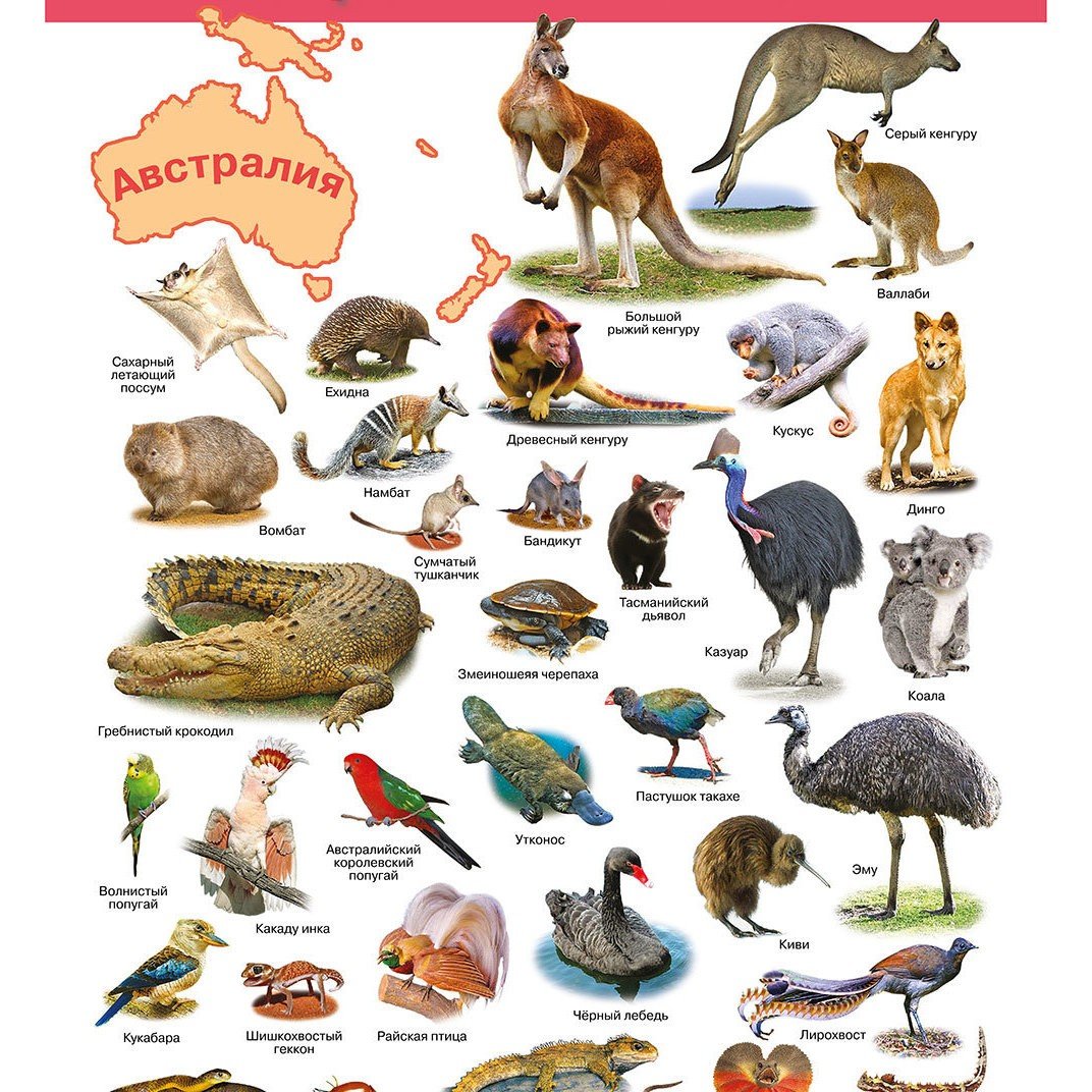 Животные Южной Америки на белом фоне