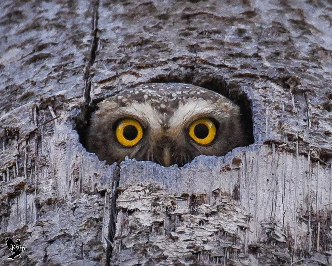 Совята в дупле