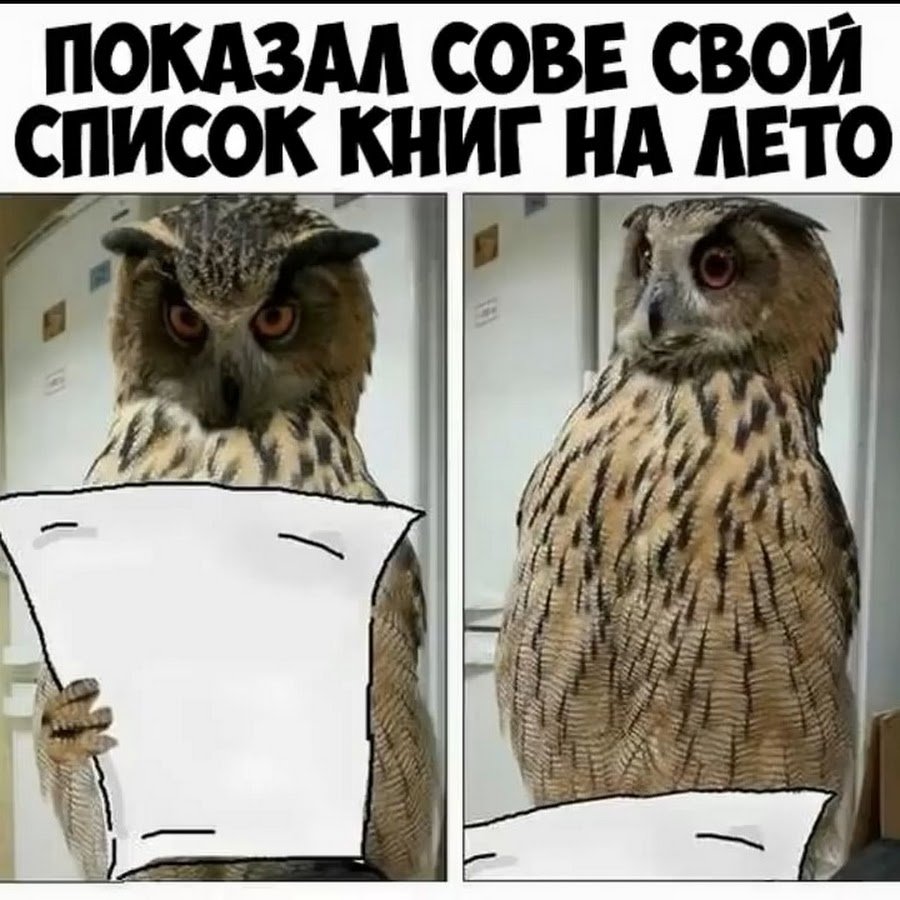 Совы приколы с надписями