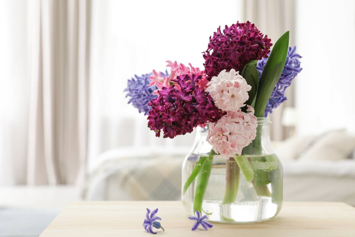 Кофе и гиацинты