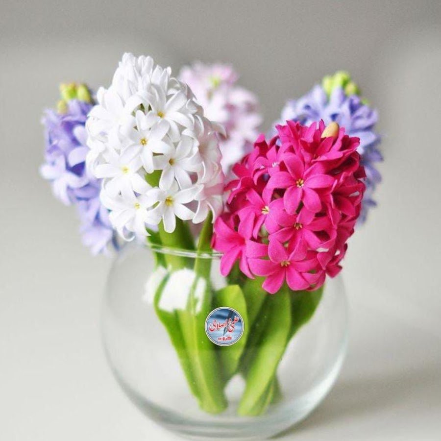 Пирожное тюльпан