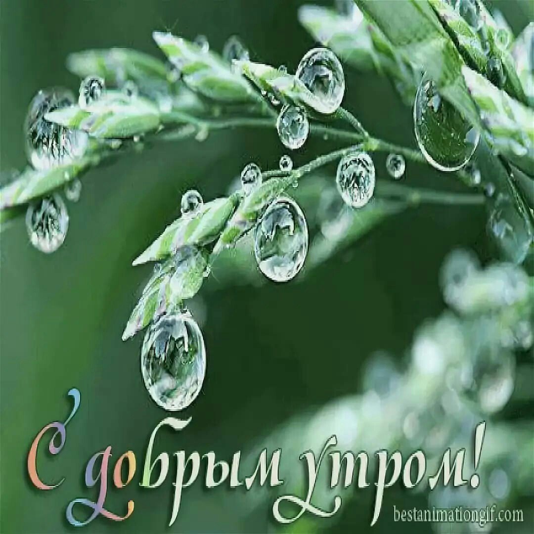 Доброе дождливое утро