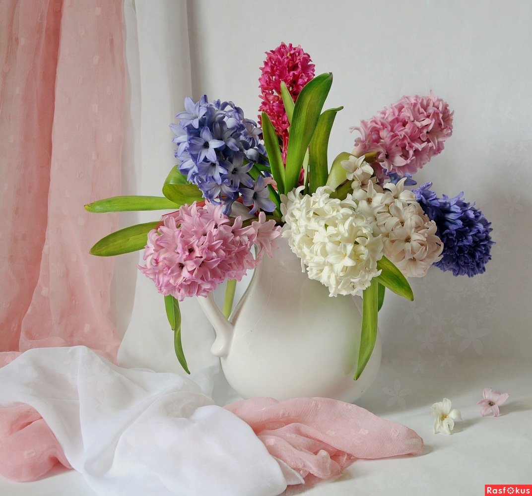 Гиацинт в горшке композиция