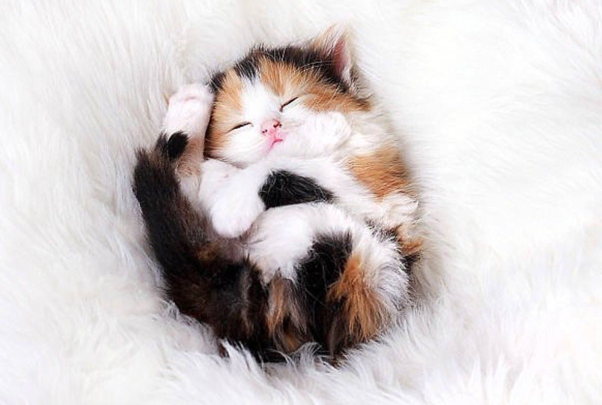 Спящий котенок