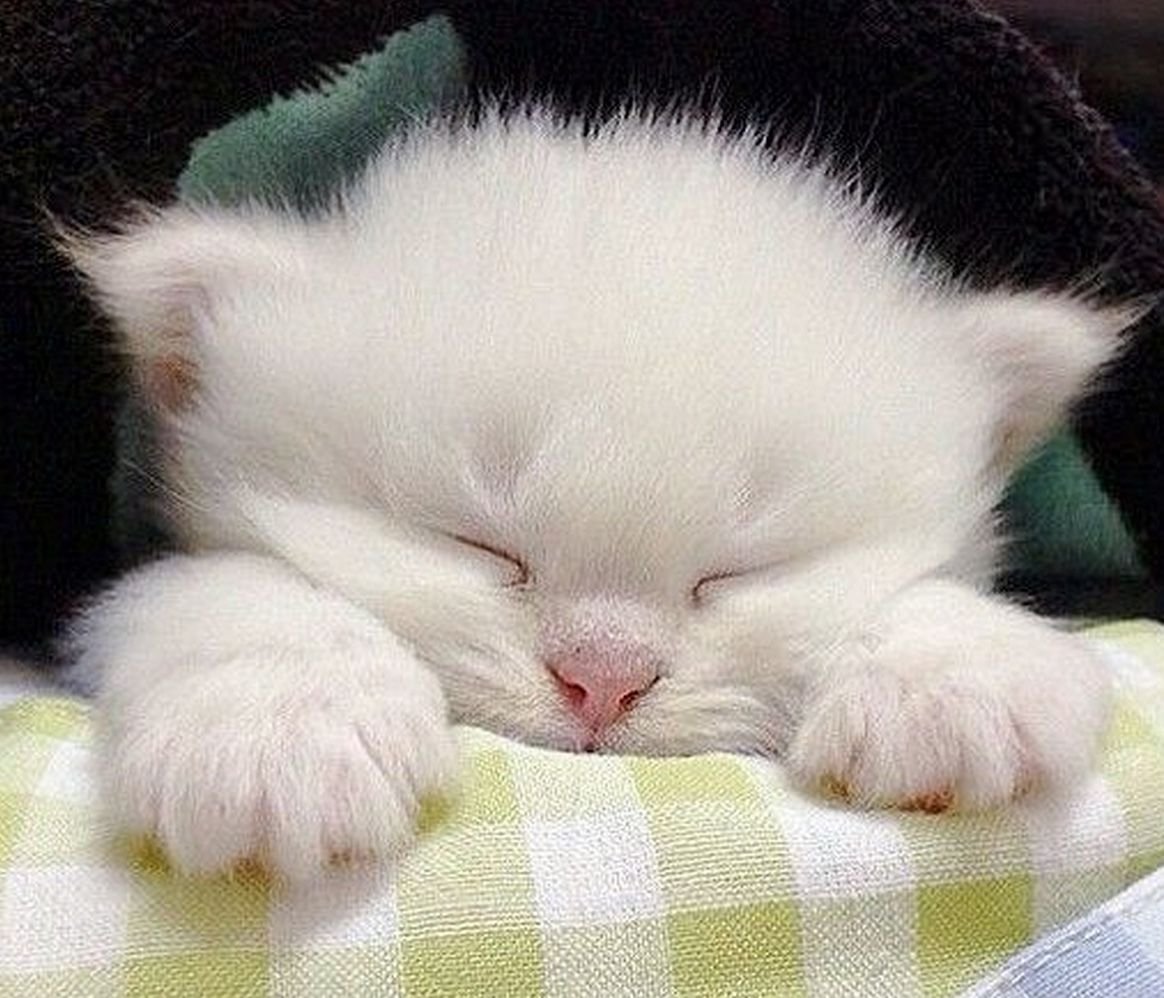 Котик спящий милый