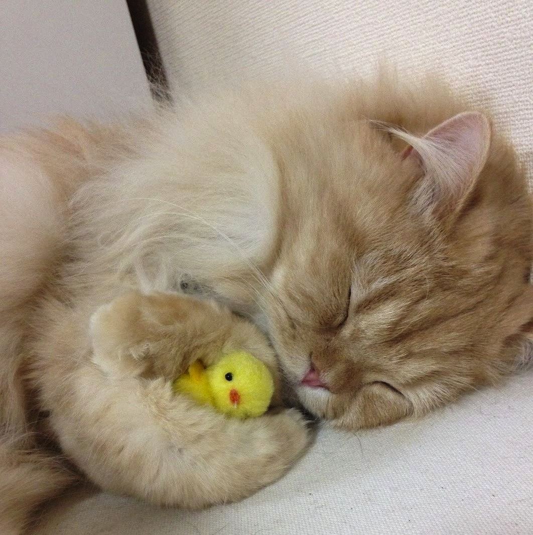 Котенок спит