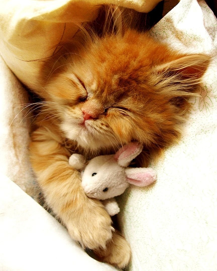 Котенок спит