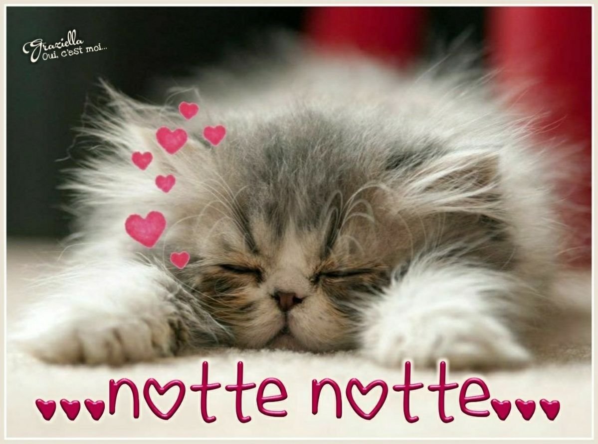 Котенок спит