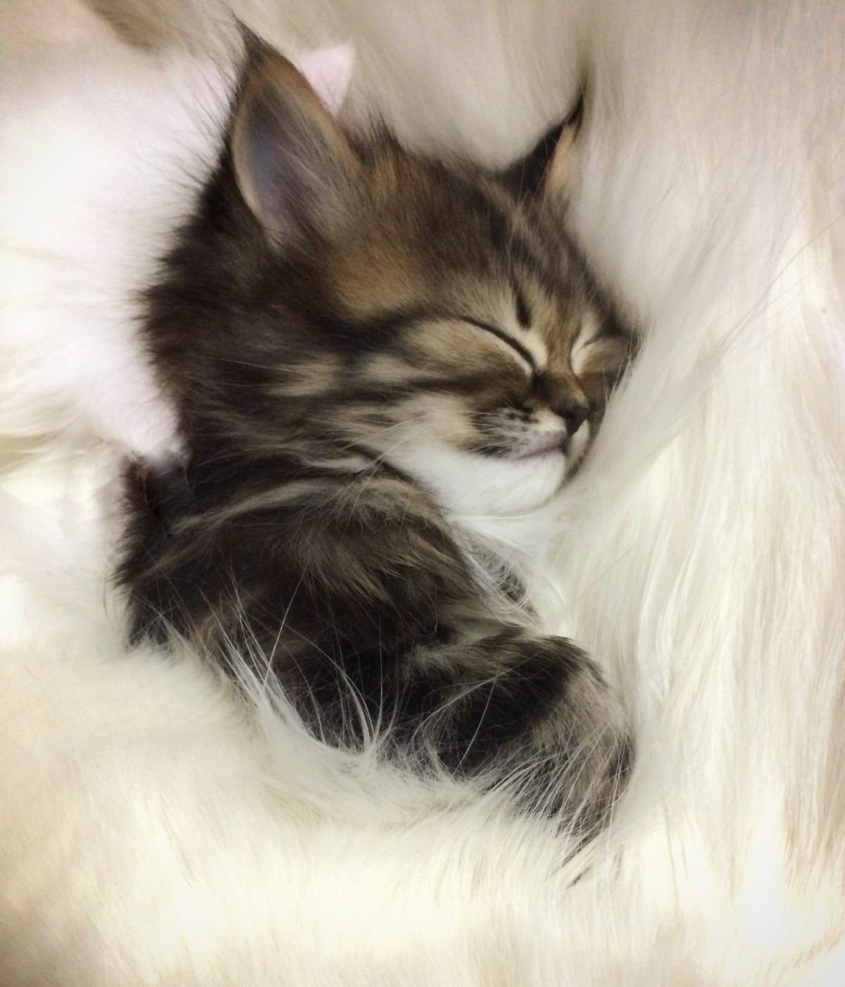 Кот мило спит