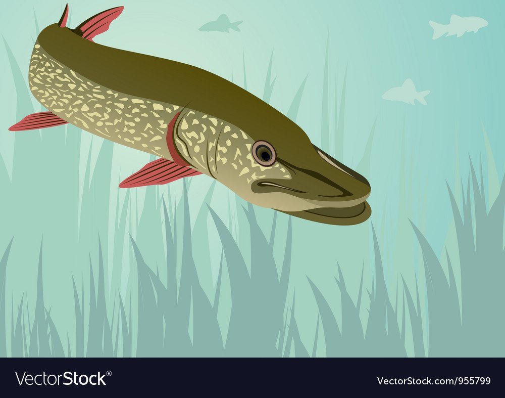 Щука вектор для детей