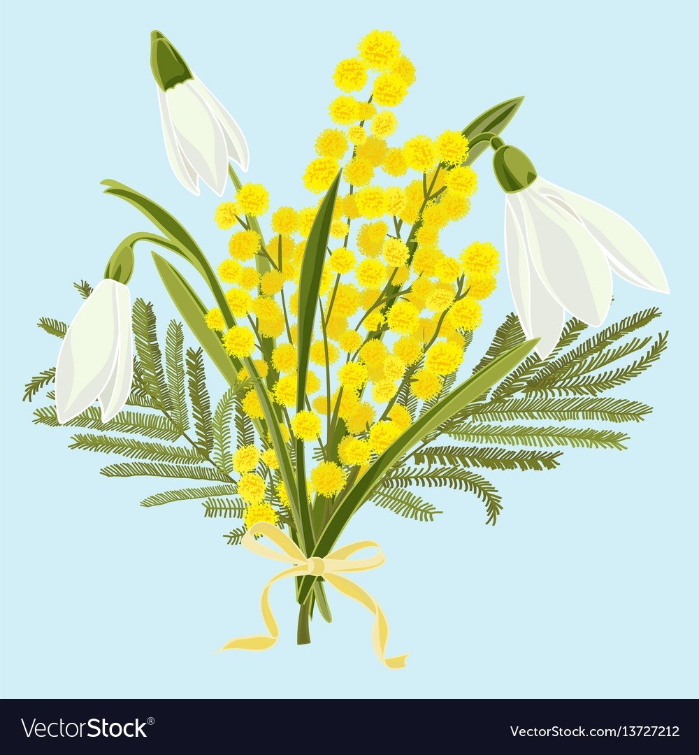 Мимоза на белом фоне картинки