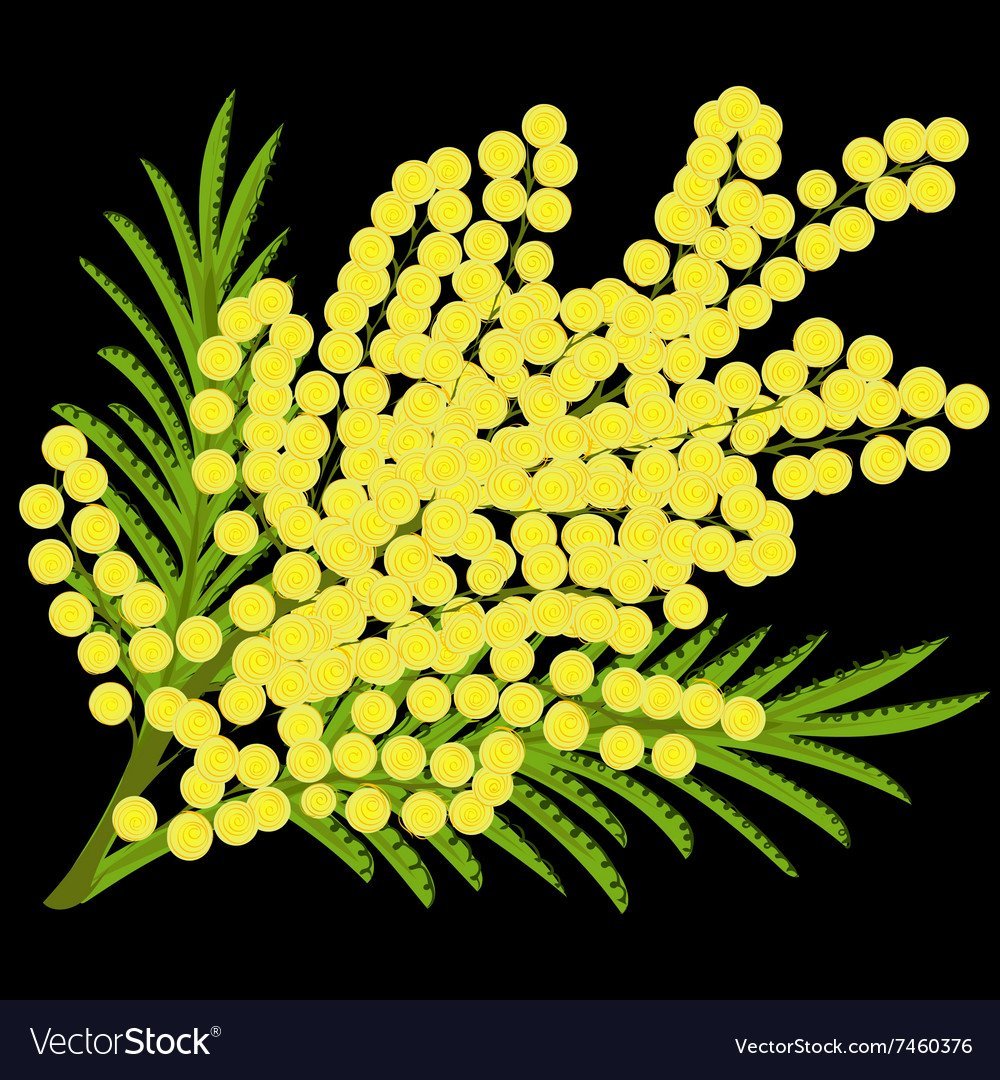 Ветка мимозы без цветов