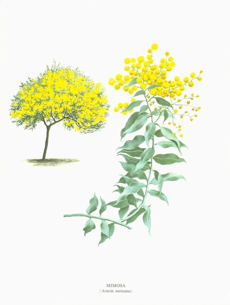 Ветка мимозы дерево