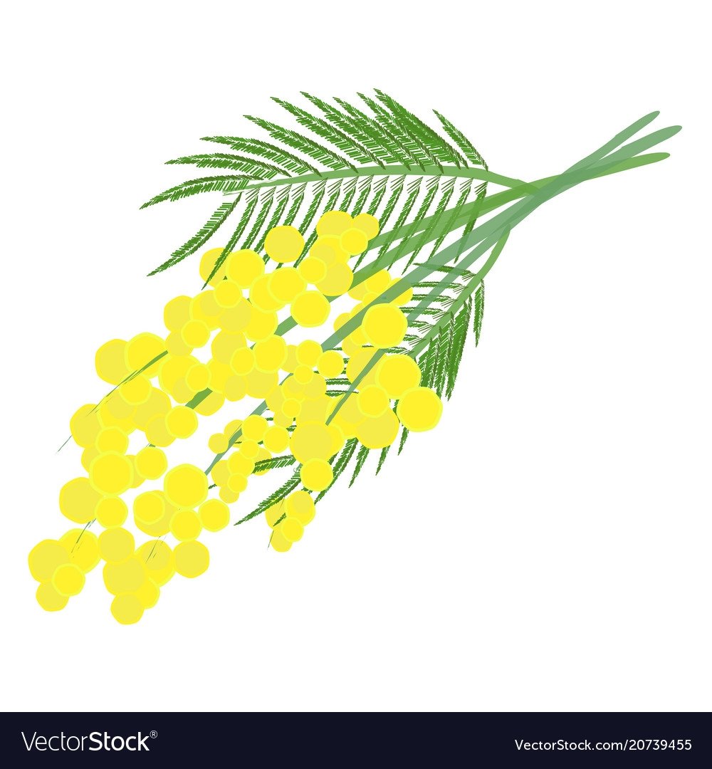 Мимоза раскраска для детей