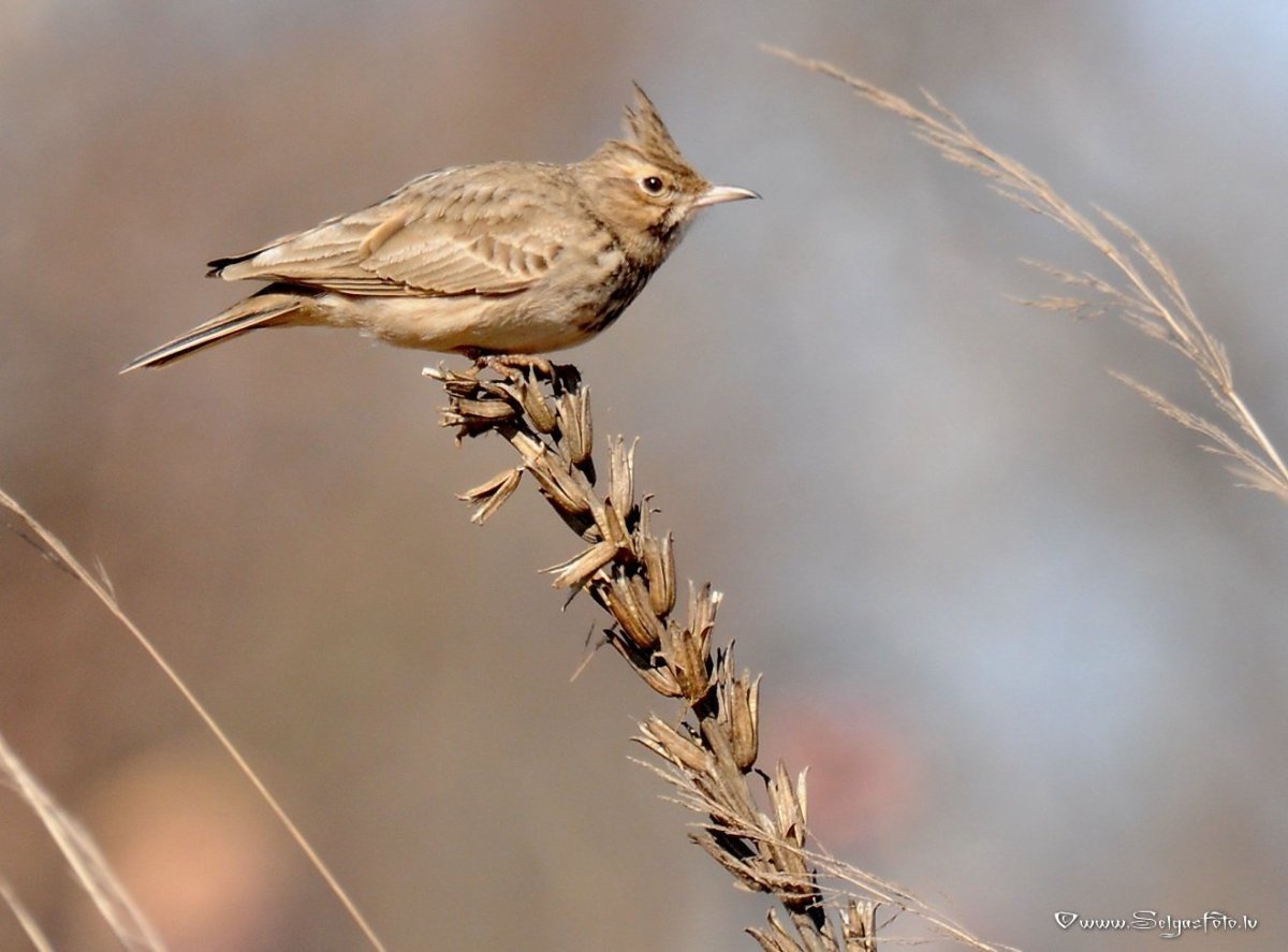Булочки Жаворонки