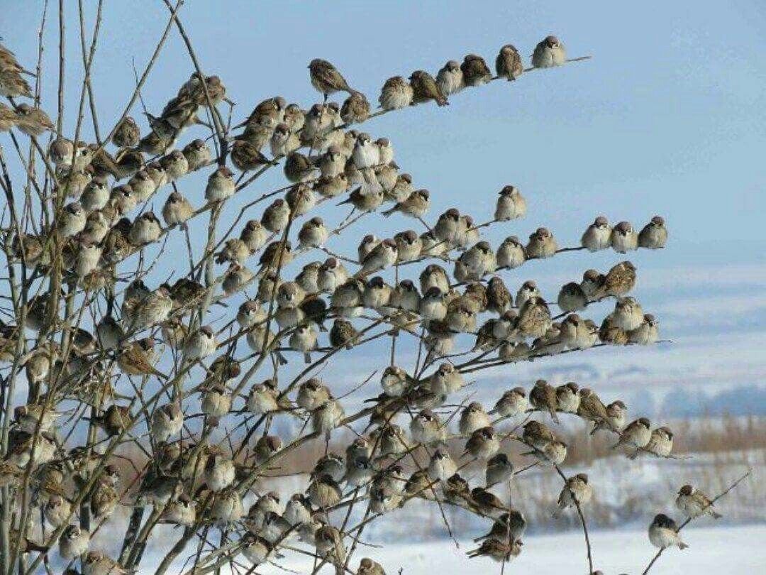 Закликание весны