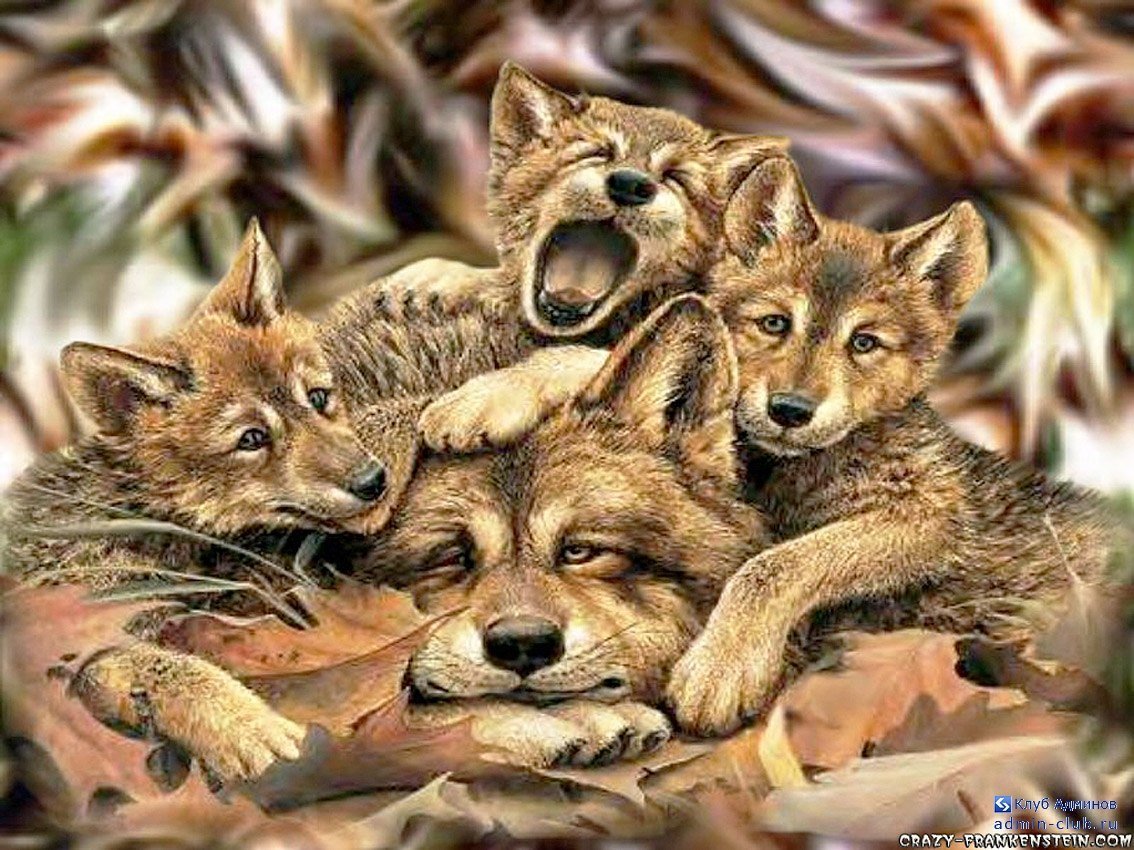 Волчья семья