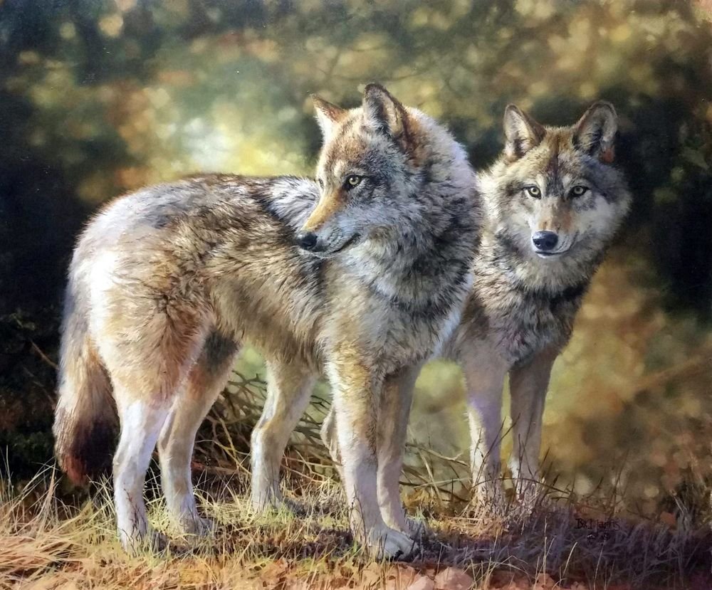 Художник .Бонни Маррис (Bonnie Marris)