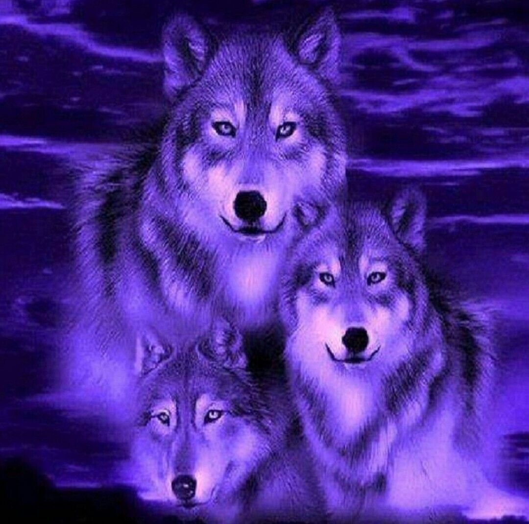 Волки сверкающий
