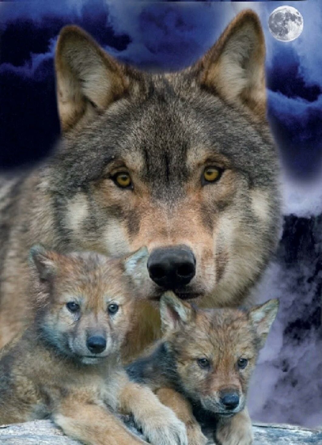 Волк, волчица,семья Волков