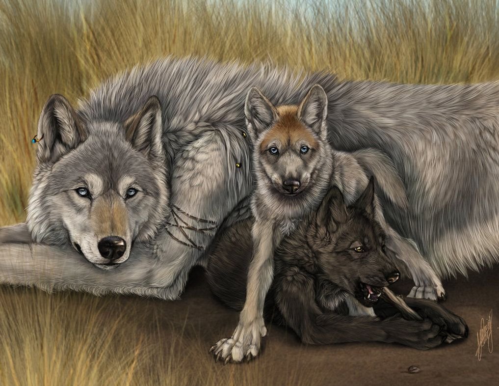 Волк рисунок