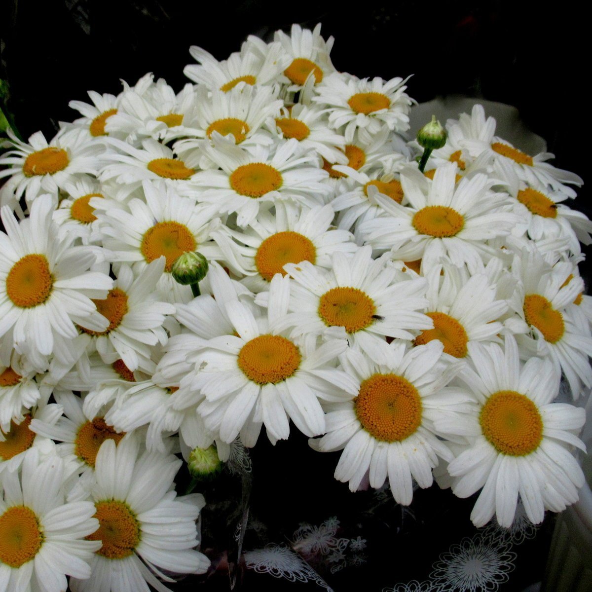 Большой букет ромашек